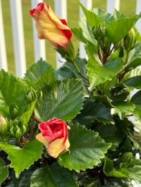 Waiting for the flowers