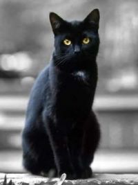 Bela lookalike