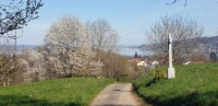 Frühling am Bodensee