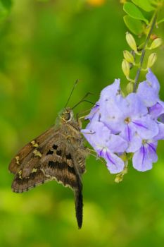 073 Butterflies-Moths (Long-tailed Skipper) by Greg Lavaty