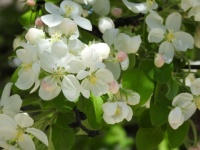 the crab apple buds opened :)
