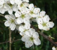 Blackthorn Blossoms (Mar17P52)