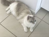 Willow
