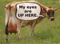 MOOOOOOO!