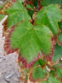 Autumn leaves