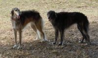 Silken Windhounds