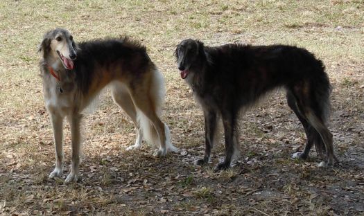 Silken Windhounds