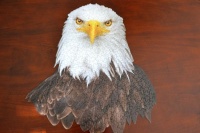 Bald Eagle Puzzle to puzzle. Happy 4 th of July