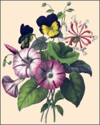 Old Botanical Print