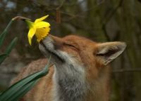 lovely fox