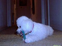 Miss FiFI says, "Gotta brush those molars!"