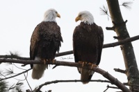 Eagle Pair
