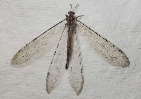 Adult antlion with wings spread.