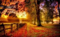 fall nature