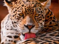 leopard face