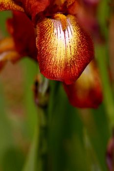 Wisley garden Iris