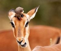 1777-bird-and-fawn