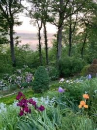 Pink Blue Ridge mountains & my irises