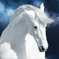White horse 1