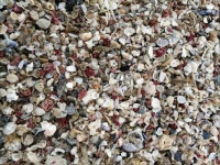 Crushed sea shells