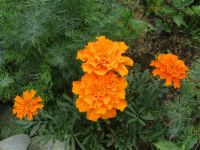 Marigolds and Dill