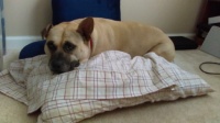 my girl on top of the pillow