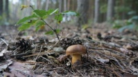 nature-forest-wildlife-autumn-soil-mushroom