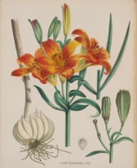 Lilium bulbiferum L. 1227