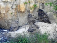 European Eagle Owls, Bubo Bubo or Oehoe (NL)