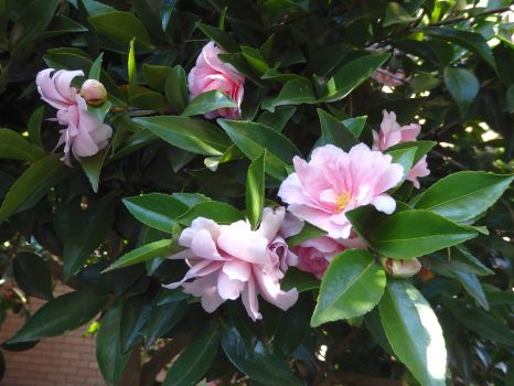 This year's camellias