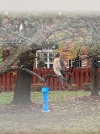 Owl on bird feeder