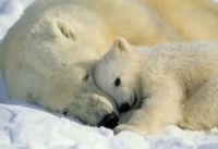 Polar Bear Cub with Mother