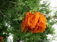 Orange decorations on Cedar tree.