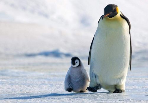 2  ~  Happy Fathersday.  :-))  ~  Taking a stroll with dad.