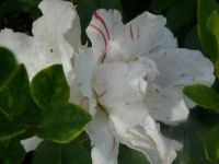 Azalea 'Crown Jewels' Flower