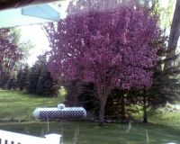 Flowering Crab Tree