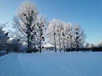 Mistletoes on a winter day