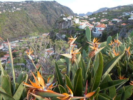 Madeiran Hillside