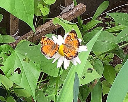 Two butterflies meeting on a daisy bloom