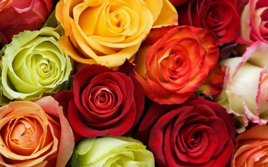 Rose blooms-repeating natural forms 1