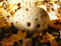 Bowling Ball or Skull Mushroom?