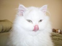 Jack's Tongue