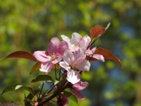 flowering crab