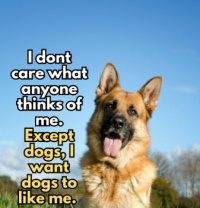 Dogs like
