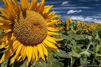 Sunflower.  Woodland, CA