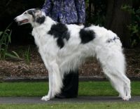 Theme Dogs: Borzoi