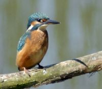ijsvogel