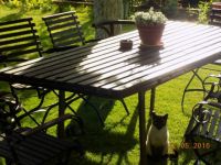 My cat on Sunday morning garden photo shoot:-)