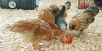 Learning About Apples