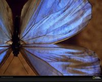Blue Beauty